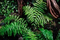 Japanese painted fern at growth in shade garden summer season nature Royalty Free Stock Photo