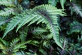 Athyrium niponicum silver falls Royalty Free Stock Photo