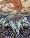 Athyrium niponicum var. pictum, commonly known as Japanese painted fern Royalty Free Stock Photo