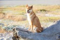 Atika inu dog sitting on a driftwood log at a beach Royalty Free Stock Photo