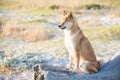 Atika inu dog sitting on a driftwood log at a beach Royalty Free Stock Photo