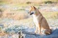 Atika inu dog sitting on a driftwood log at a beach Royalty Free Stock Photo