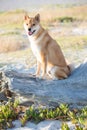 Atika inu dog sitting on a driftwood log at a beach Royalty Free Stock Photo