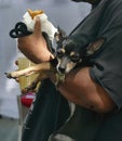 ating fast food at the 50th Annual University District Street Fair Royalty Free Stock Photo