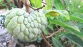 Atis or sugar-apple fruit Royalty Free Stock Photo