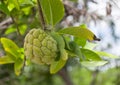 Atis or sugar fruit & x28;Annona squamosa& x29; Royalty Free Stock Photo