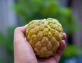 Atis or sugar fruit & x28;Annona squamosa& x29; Royalty Free Stock Photo