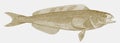 Atka mackerel in side view Royalty Free Stock Photo