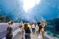 Atlanta Aquarium Tunnel Royalty Free Stock Photo