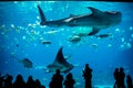 Whale shark and manta ray at the Georgia Aquarium