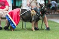 Dog Wears Wonder Woman Costume At Atlanta Doggy Con Event