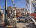 Carriage horse close up downtown Atlanta Ferris Wheel