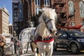 Carriage horse close up downtown Atlanta people and traffic