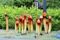 Glass Floral Sculpture in Atlanta Botanical Garden, Georgia