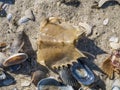 Atlantic American horseshoe crab parts on the beach and different ocean shells.