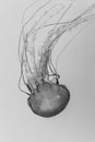 Atlantic Bay Nettle Jellyfish in Black and White Royalty Free Stock Photo