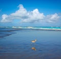 Atlantic Beach in Jacksonville of florida USA Royalty Free Stock Photo