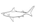 Atlantic Blacktip Shark Fish in New England and Mid Atlantic Cartoon Drawing Royalty Free Stock Photo