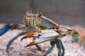 Atlantic Blue Crab Side