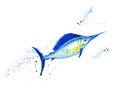 Atlantic blue Marlin fish, Swordfish, fish sword, Makaira nigricans, isolated, ocean, sea fish, close-up, hand drawn Royalty Free Stock Photo