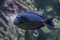 Atlantic blue tang (Acanthurus coeruleus)