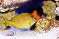 Atlantic blue tang - Acanthurus coeruleus Royalty Free Stock Photo