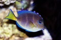 Atlantic blue tang - Acanthurus coeruleus Royalty Free Stock Photo