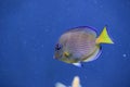 Atlantic blue tang