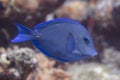 Atlantic Blue Tang