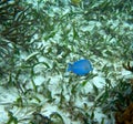 Atlantic blue tang fish surgeonfish Mexico