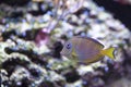 Atlantic blue tang surgeonfish Royalty Free Stock Photo