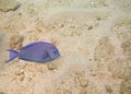 Atlantic Blue Tang Surgeonfish closeup Royalty Free Stock Photo