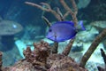 Atlantic blue tang surgeonfish Royalty Free Stock Photo