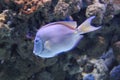 Atlantic blue tang surgeonfish Royalty Free Stock Photo
