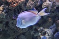 Atlantic blue tang surgeonfish