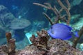 Atlantic blue tang surgeonfish Royalty Free Stock Photo