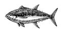 Atlantic bluefin tuna, commercial fish, delicious seafood, engraving, sketch