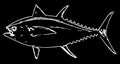 Bluefin tuna fish fishing on black background