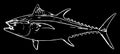 Bluefin tuna fish fishing on black background