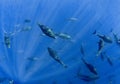 Atlantic Bluefin Tuna Thunnus thynnus