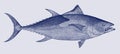 Atlantic bluefin tuna thunnus thynnus