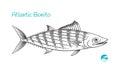 Atlantic Bonito hand-drawn illustration