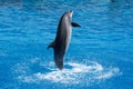 Atlantic Bottlenose Dolphin Jumping in Water - Playful Marine Wildlife Splash Royalty Free Stock Photo