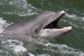 An Atlantic bottlenose dolphin, Tursiops truncates, in Florida Royalty Free Stock Photo