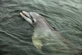 Atlantic bottlenose dolphin, (Tursiops truncatus) Royalty Free Stock Photo