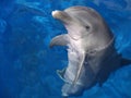 Atlantic Bottlenosed Dolphin Royalty Free Stock Photo