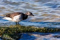 Atlantic brant on a mossy rock in a body of water, its reflection rippling in the surface Royalty Free Stock Photo