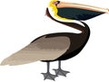 Atlantic brown pelican illustration