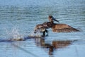 Atlantic Brown Pelican Pelecanus occidentalis on Take Off