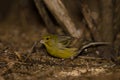 Atlantic canary eating seeds on the ground. Royalty Free Stock Photo